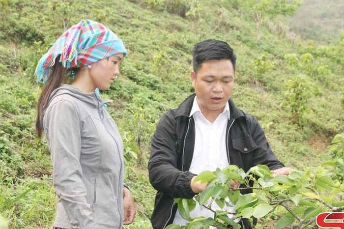 Cây lê ở vùng cao Tà Xùa - Báo Sơn La