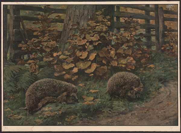 Hedgehog 1911