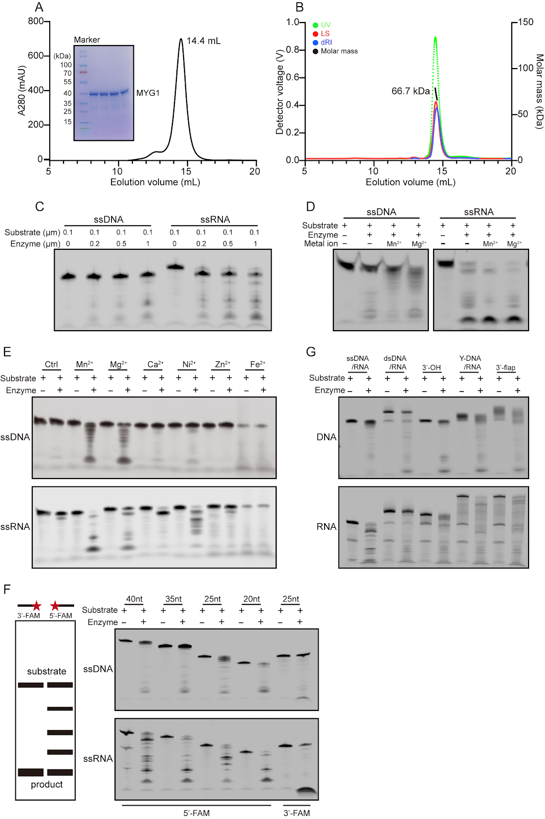 Biochemical and structural studies reveal the substrate specificity and catalytic mechanism of MYG1 as a two-metal ion-dependent 3′→5′ exonuclease