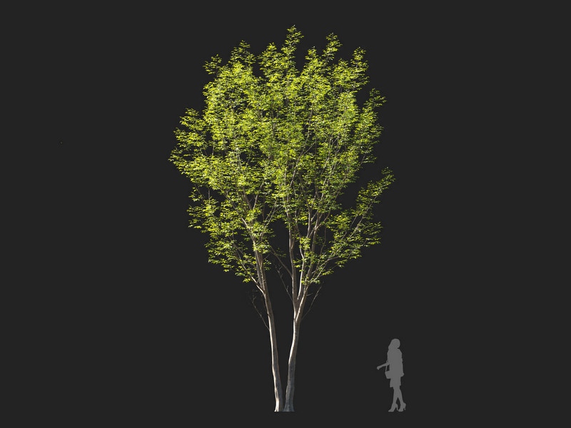 Maxtree - Plant Models Vol.114