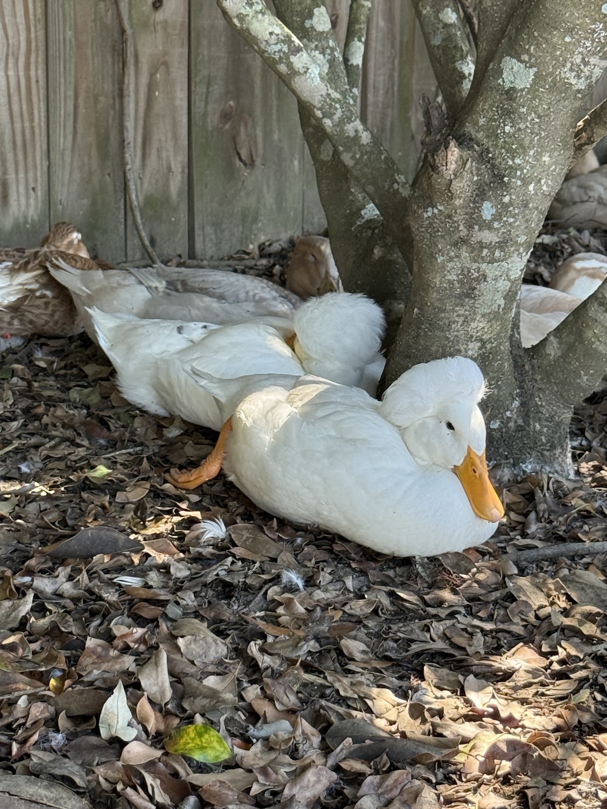 White Crested Duckling