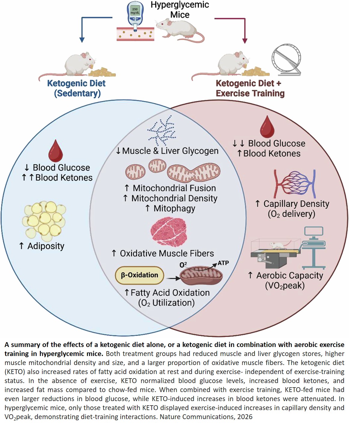 DNA damage modulates sleep drive in basal cnidarians with divergent chronotypes