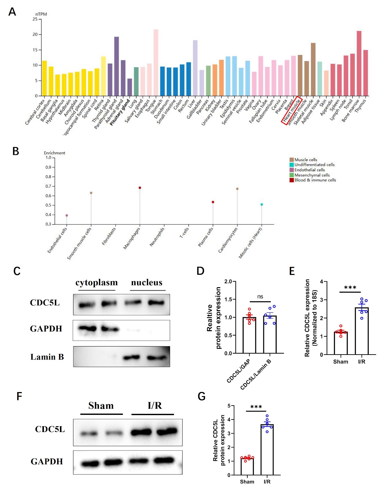 CDC5L facilitates cardiomyocyte proliferation and ameliorates myocardial ischemia-reperfusion injury via modulation of the FGF10-YAP axis