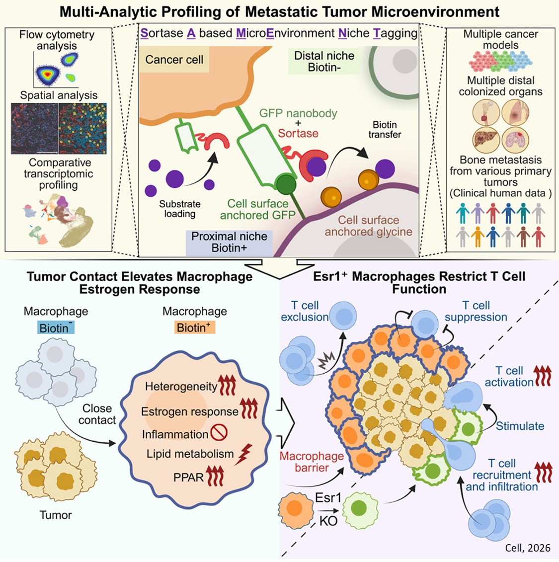 New method reveals tumor environment that favor metastatic growth