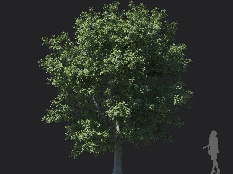 Maxtree - Plant Models Vol.121