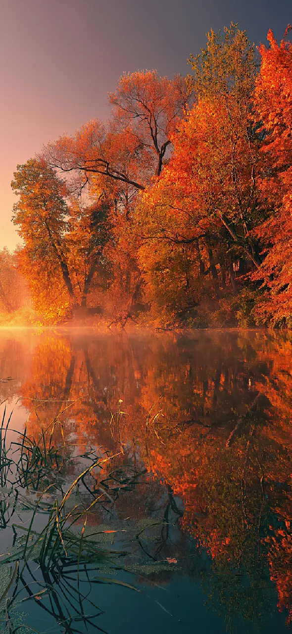 Trees Fall Reflection Autumn 4K iPhone Phone Wallpaper