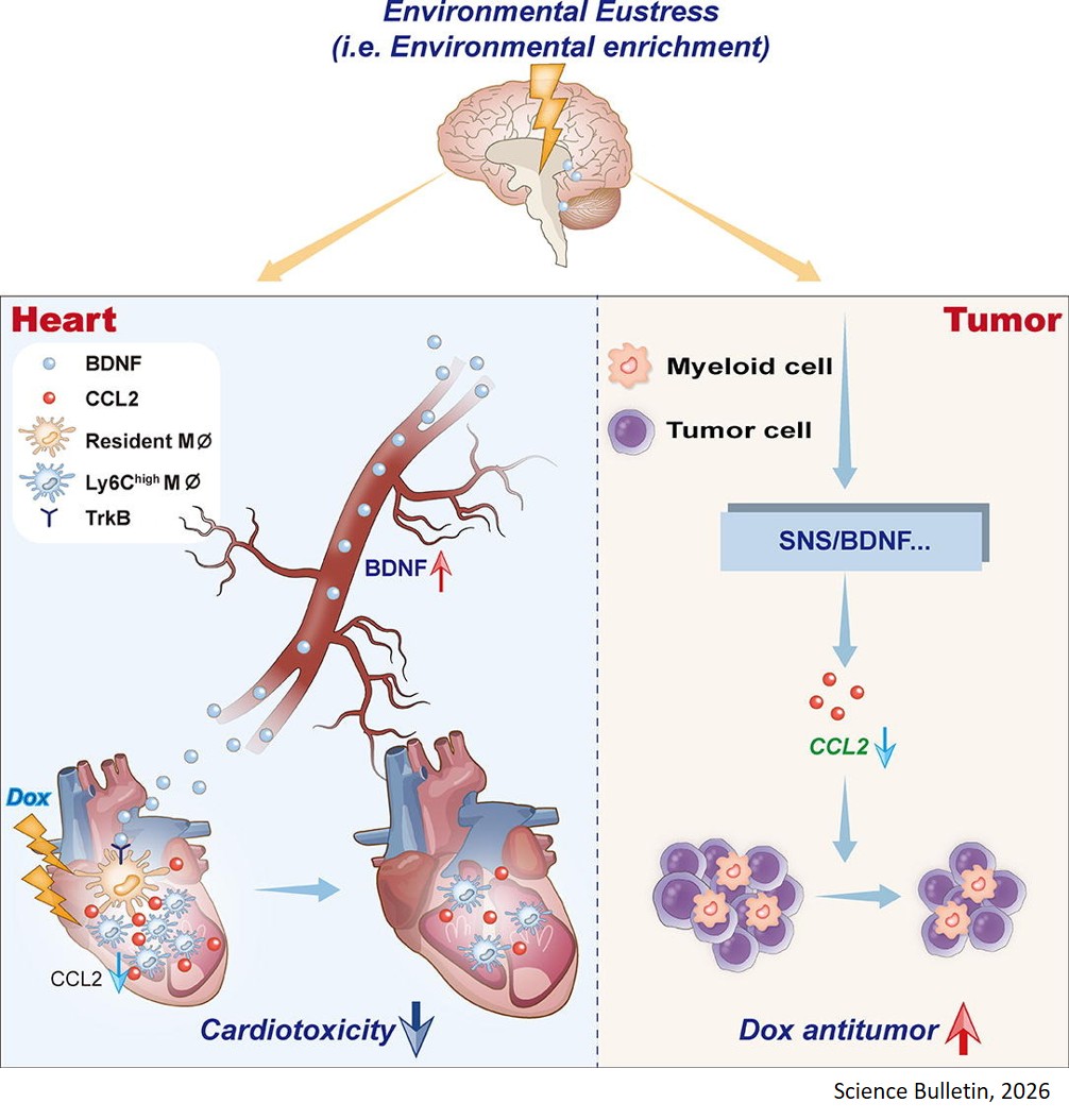 Hypothalamus-heart-tumor axis in environmental eustress protection against cardiotoxicity and tumor growth