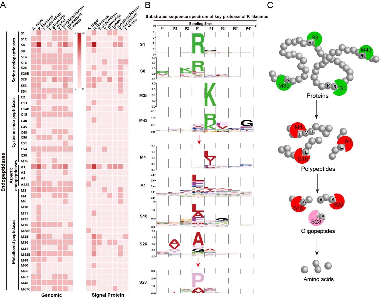 Unraveling the metabolic potential of biocontrol fungi through omics data: a key to enhancing large-scale application strategies