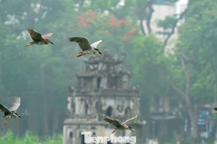 Chim hoang dã 'định cư' ở Hồ Gươm, chao liệng săn mồi trước mắt du khách - Báo Tiền Phong