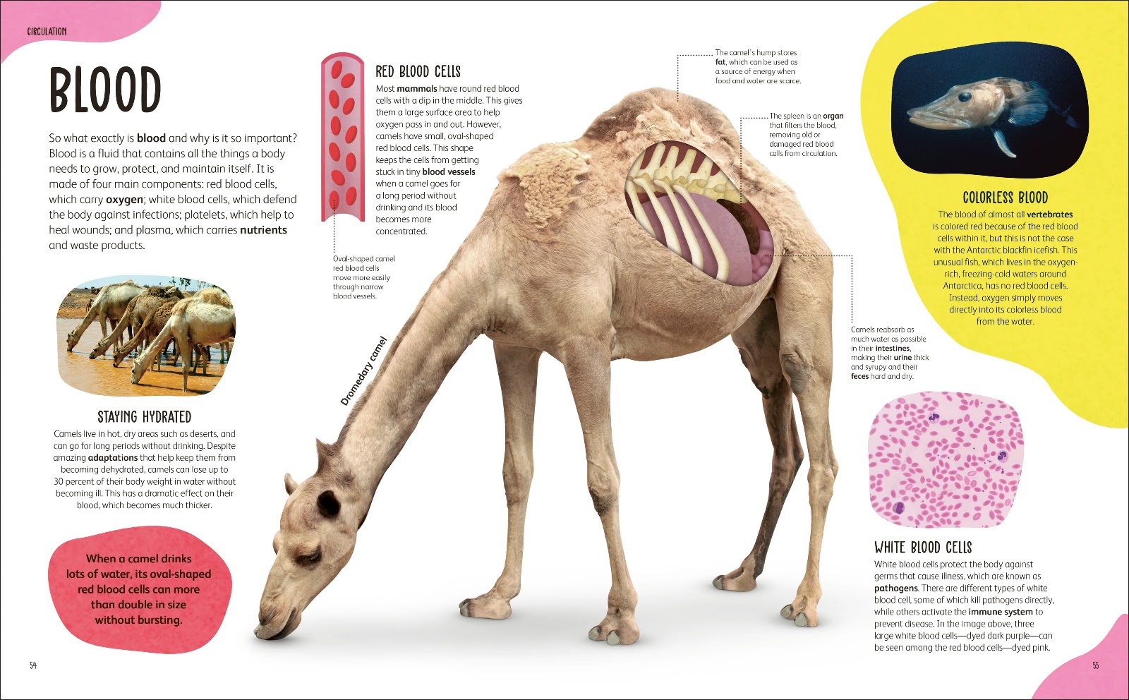The Animal body — gambar 3