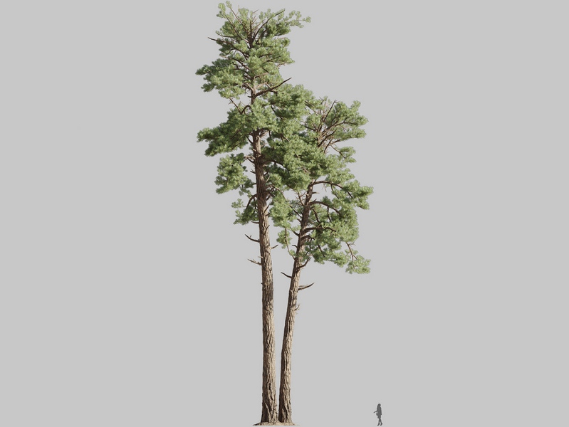 Maxtree - Plant Models Vol.126