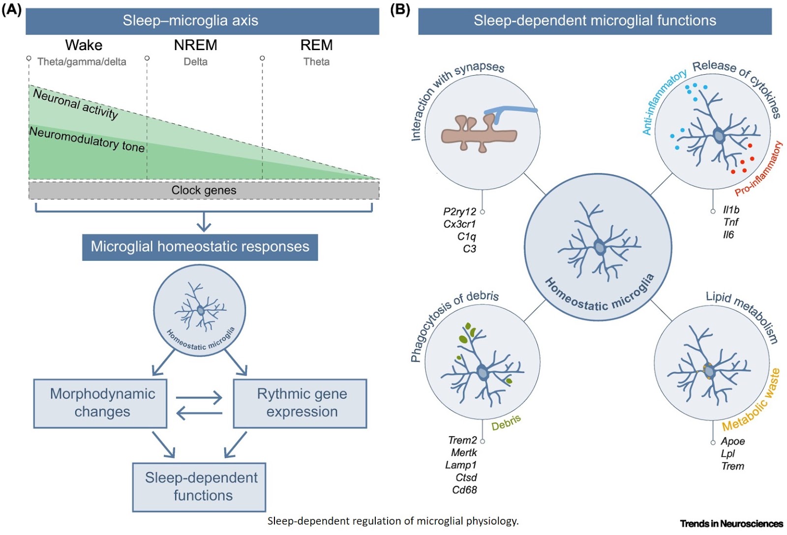 How sleep affects microglial functions in Alzheimer’s disease