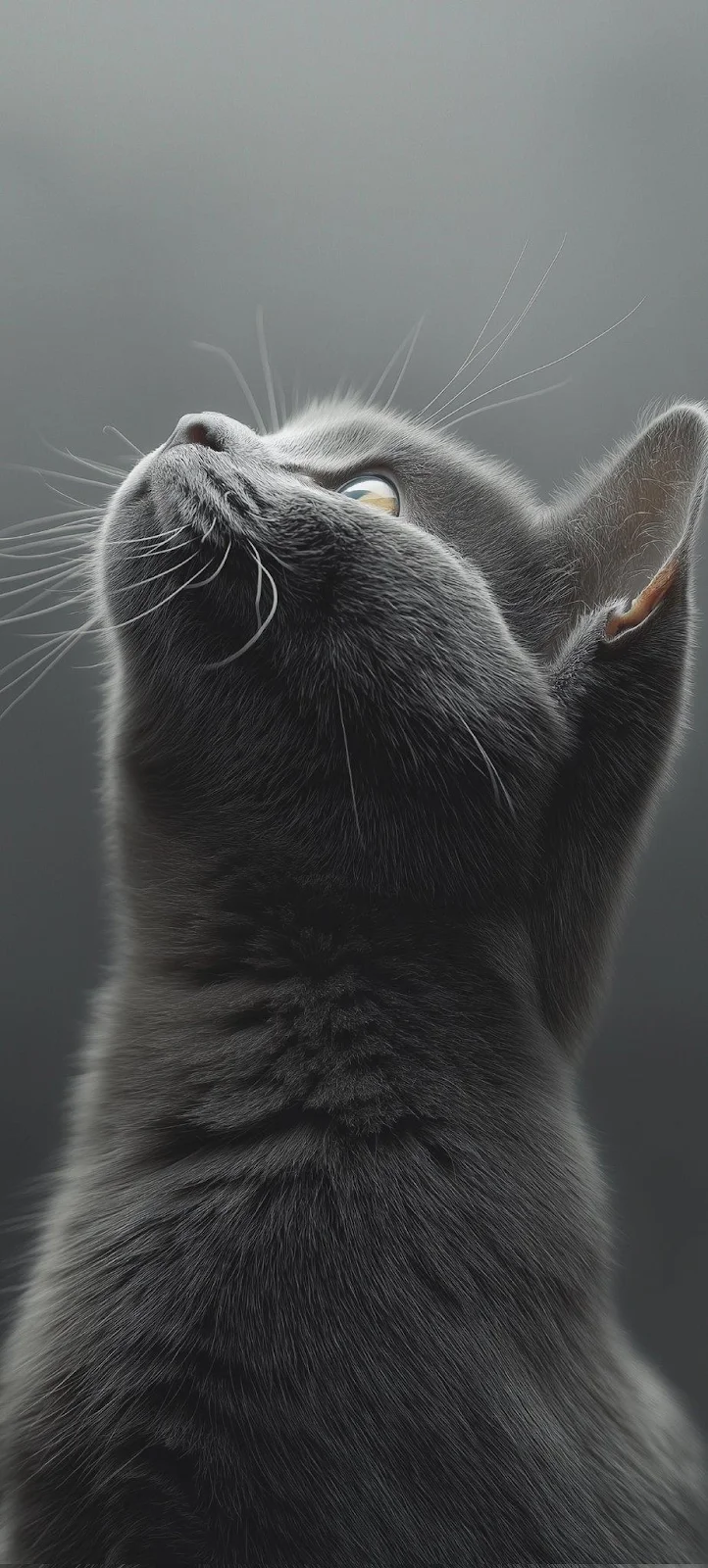Curious Gray Cat Looking Up - Studio Pet Photography iPhone Wallpaper (924x2048)