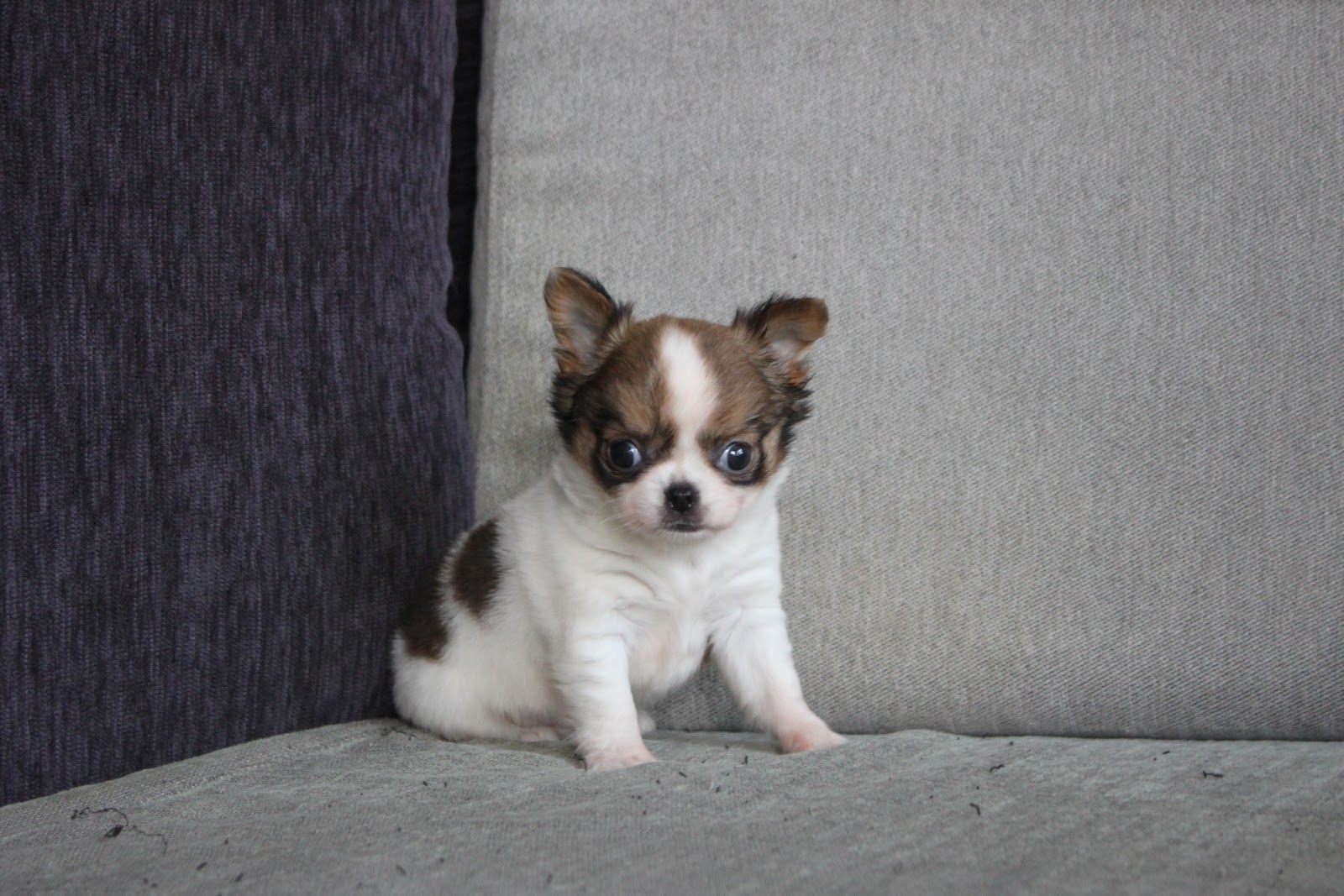 12/10出生 1號高端優質迷你長毛吉娃娃黃白花妹妹