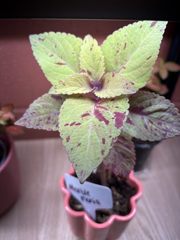 Marble Mania Coleus