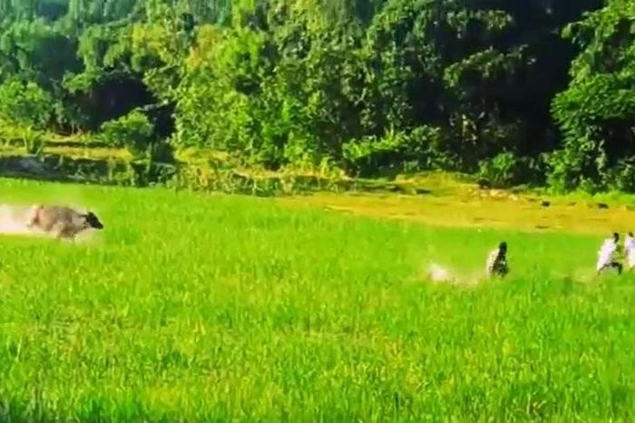Trâu 'điên' náo loạn cánh đồng, lao thẳng vào người dân giữa vòng vây - Tạp chí Doanh Nghiệp Việt Nam