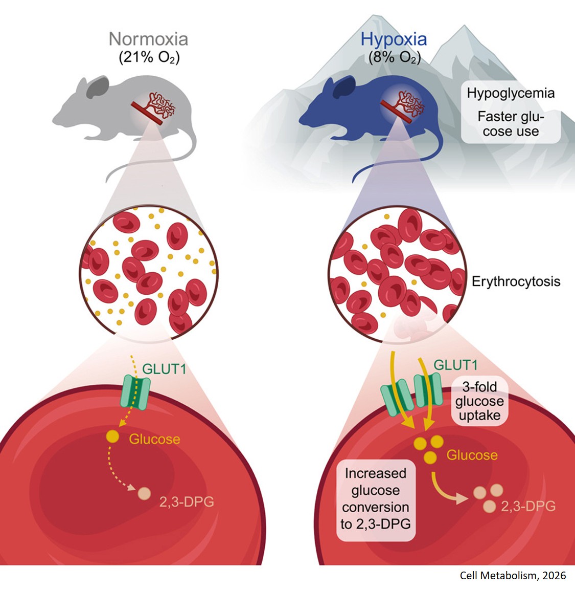 Red blood cells serve as a primary glucose sink to improve glucose tolerance at altitude