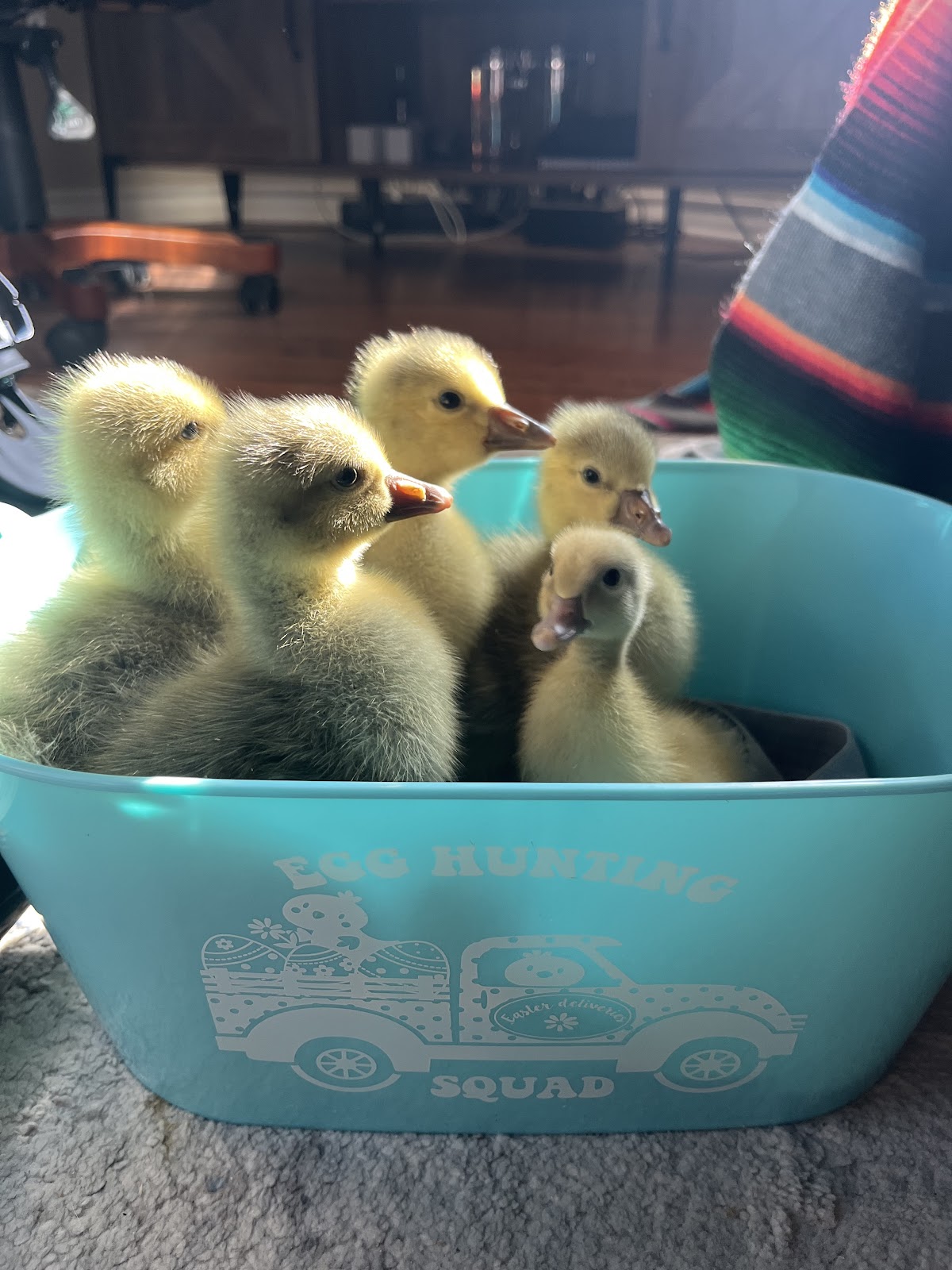 Buff Duckling, Pilgrim Goose