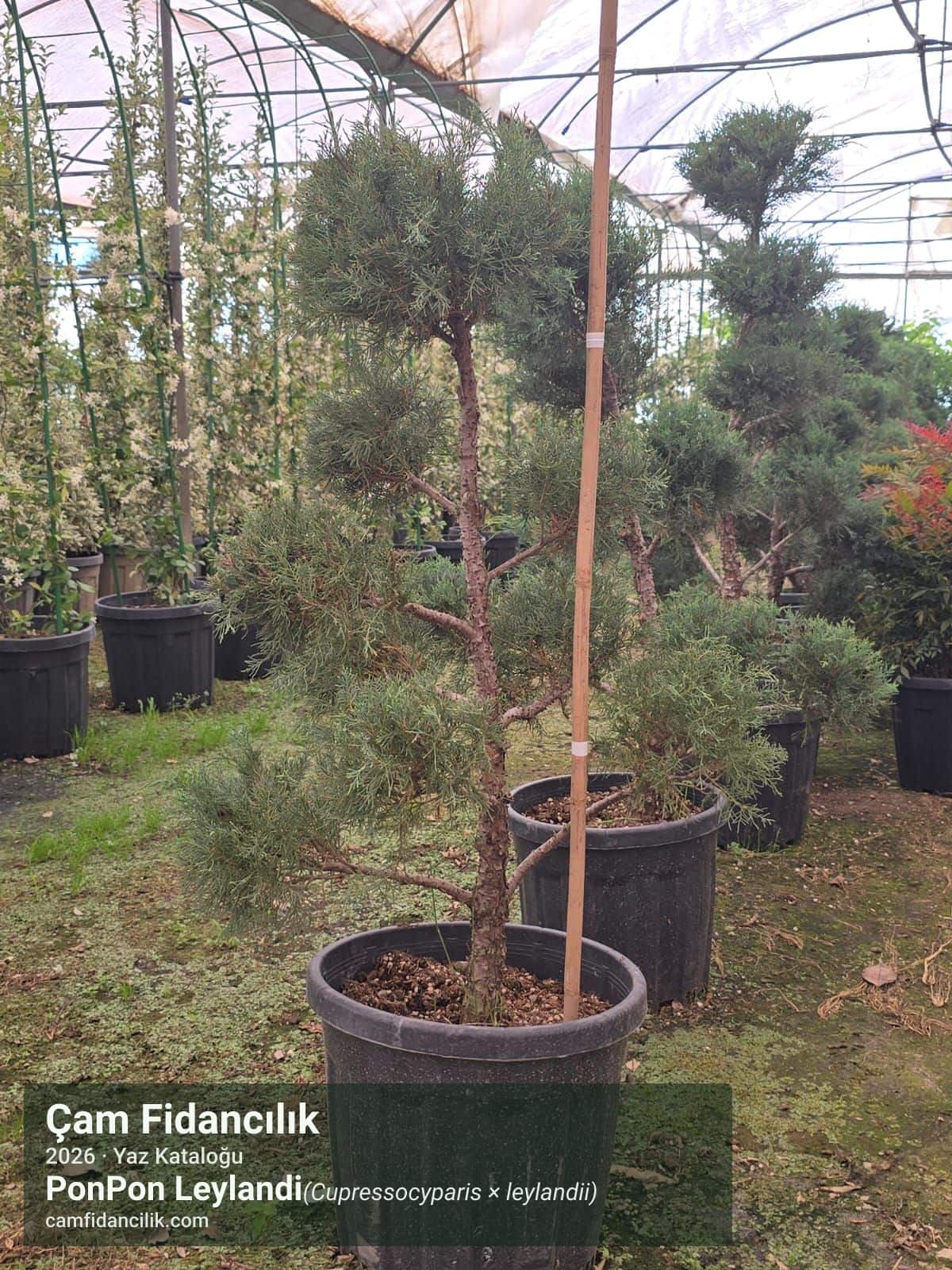 PonPon Leylandi - Cupressocyparis × leylandii Çam Fidancılık Yalova foto 2