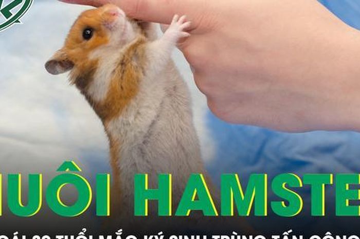 Nuôi chuột hamster, cô gái 30 tuổi mắc ký sinh trùng tấn công não - Báo Sức Khỏe &amp; Đời Sống