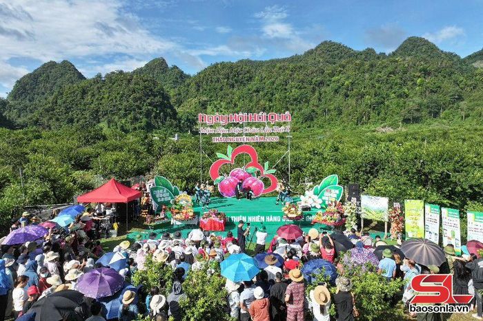 Sôi động ngày hội hái quả trên cao nguyên - Báo Sơn La