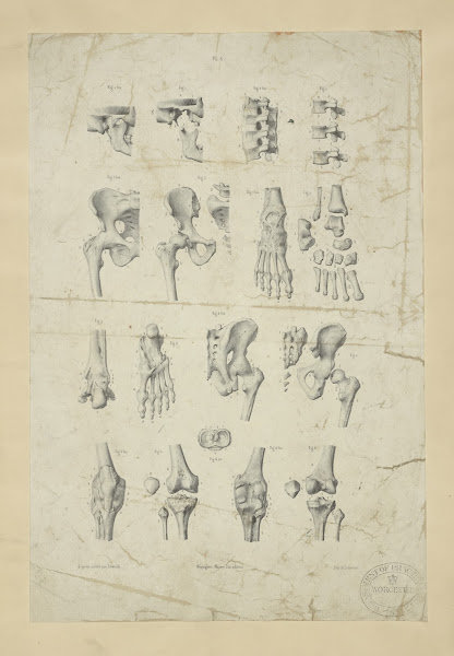 Several views of bones of pelvis knee and foot 1833