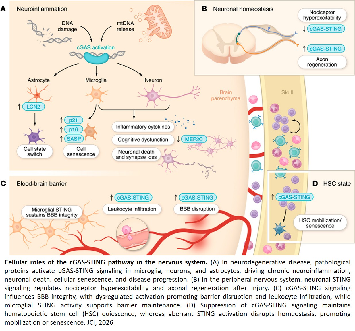 Expanding roles of cGAS-STING signaling in neuroinflammation