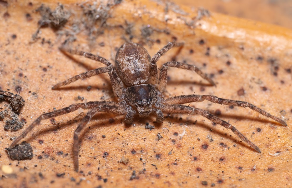 Philodromus sp.