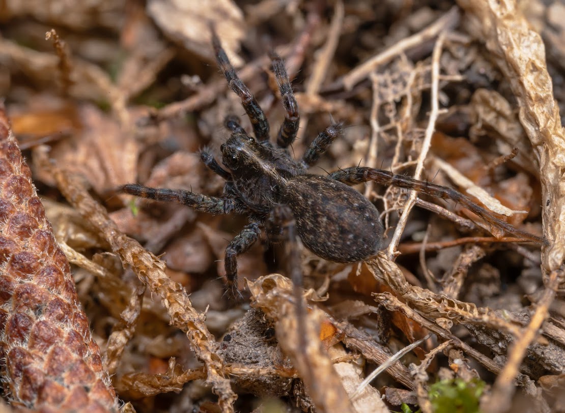 Pardosa sp.