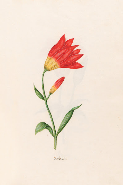 Rothe Lilia Lily 1692