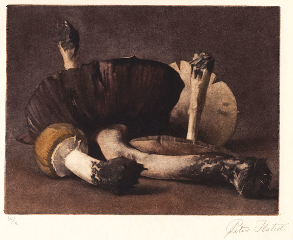 Gul Champignon 1913