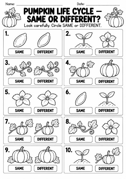 Pumpkin Life Cycle Same or Different Worksheet