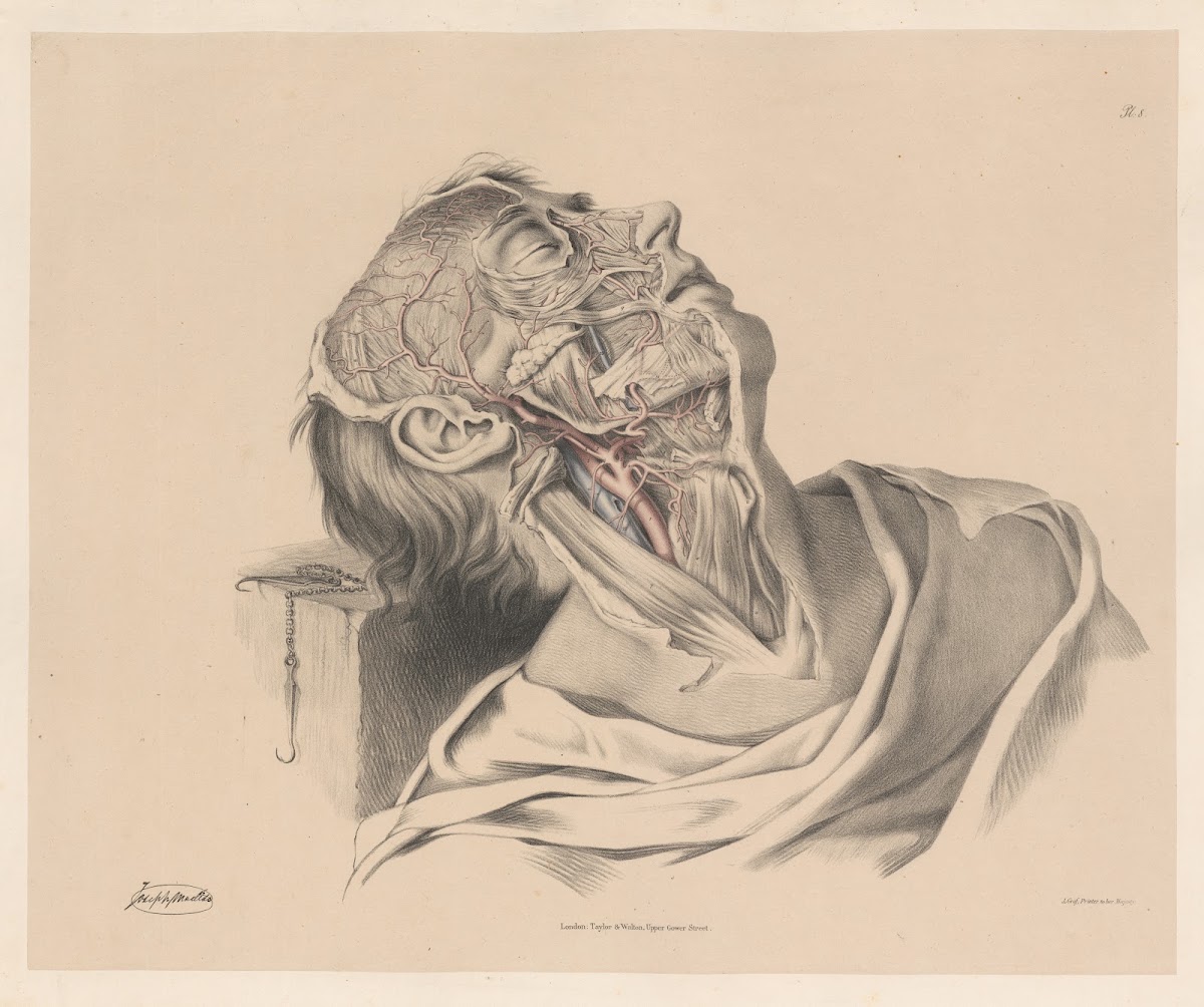 The External Carotid artery and its branches 1844