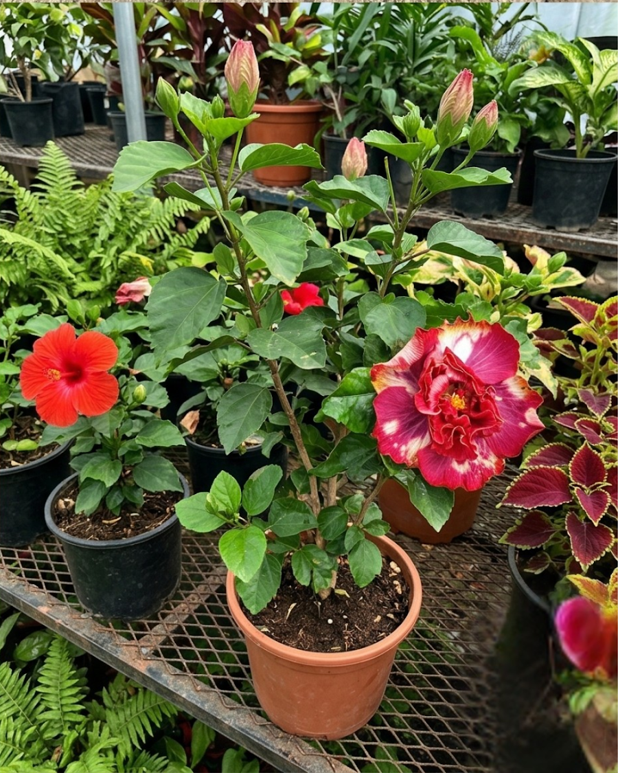 Hibiscus Abolina — view 4