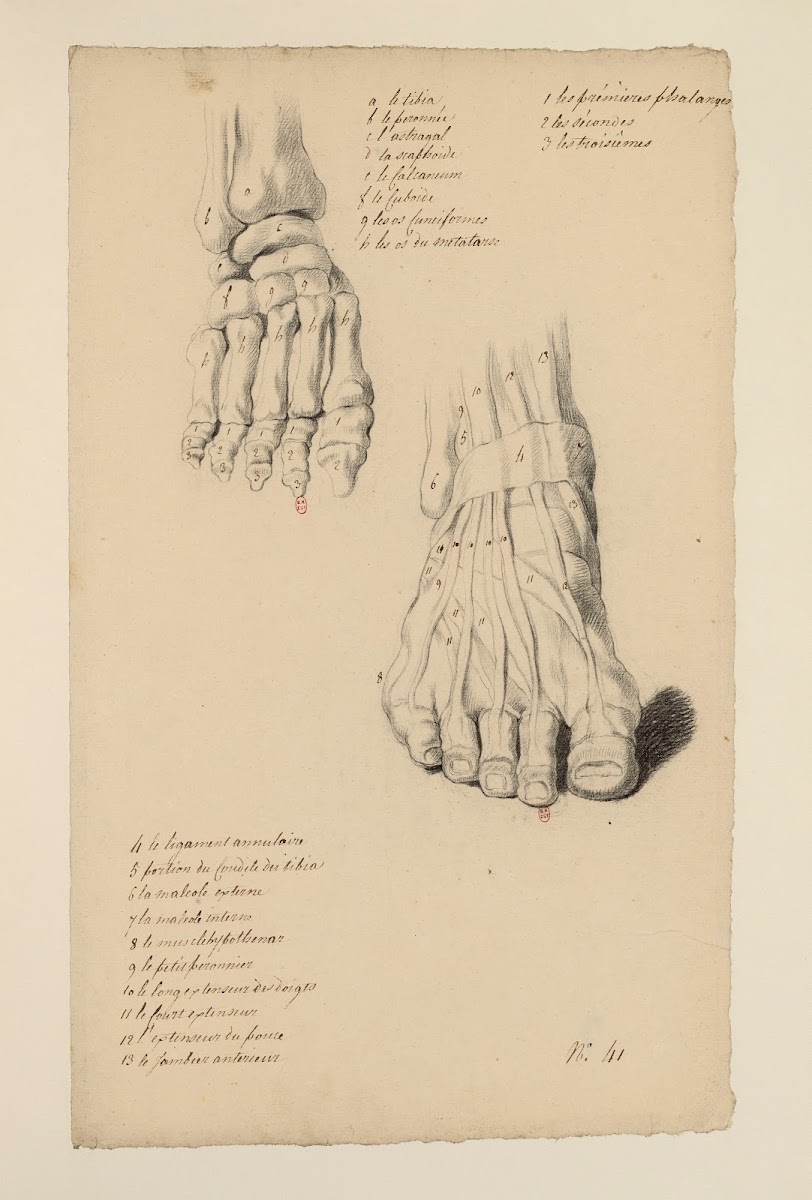 Cahiers dAnatomie Pl37 18th Century