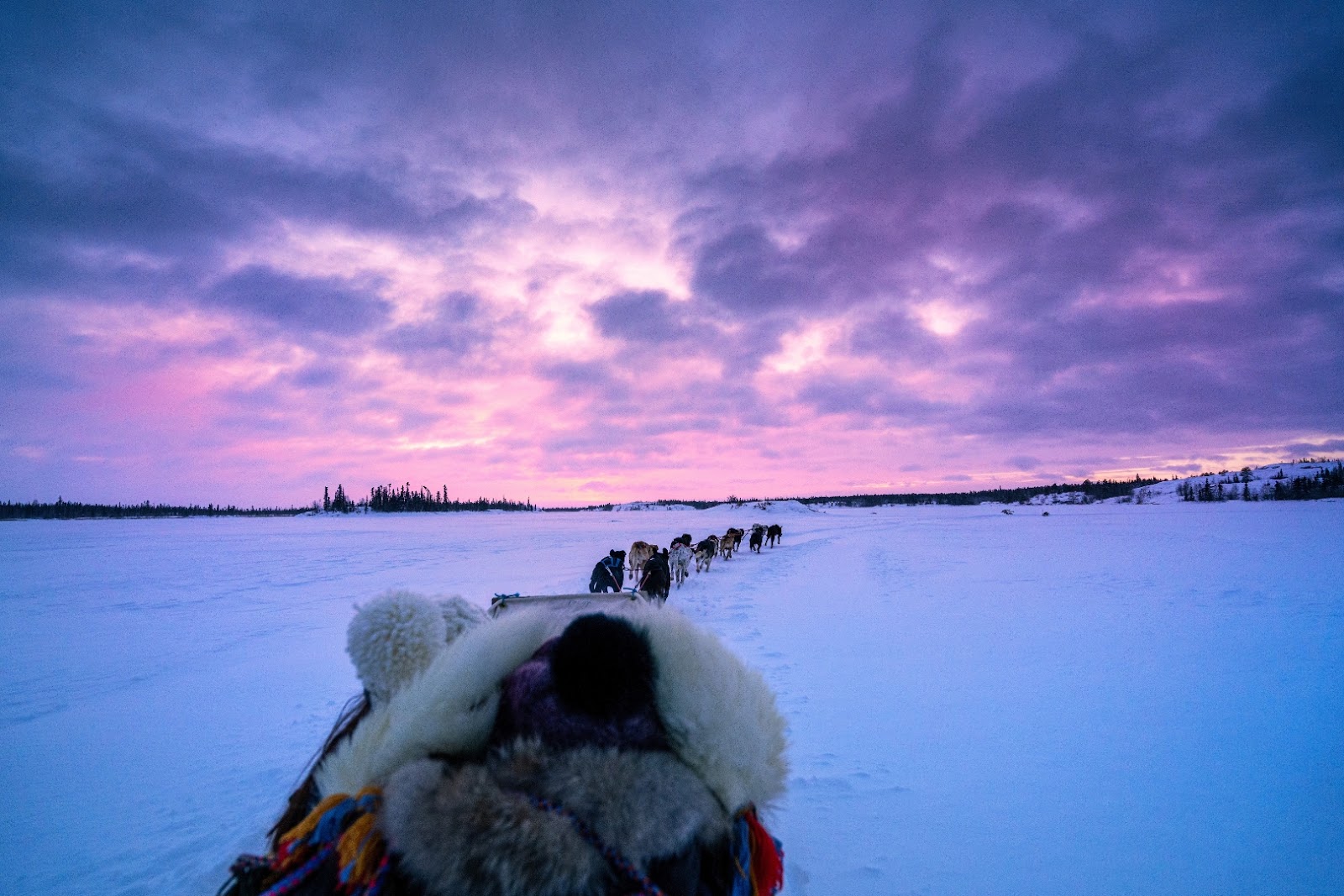 Dog sled team traveling across a snowy winter landscape near Yellowknife, Canada.
