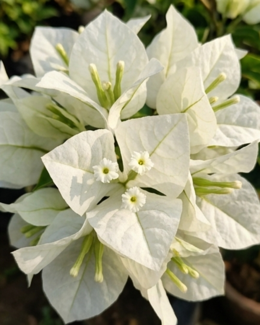 Imported Mrs Alice Bougainvillea Plant — view 3