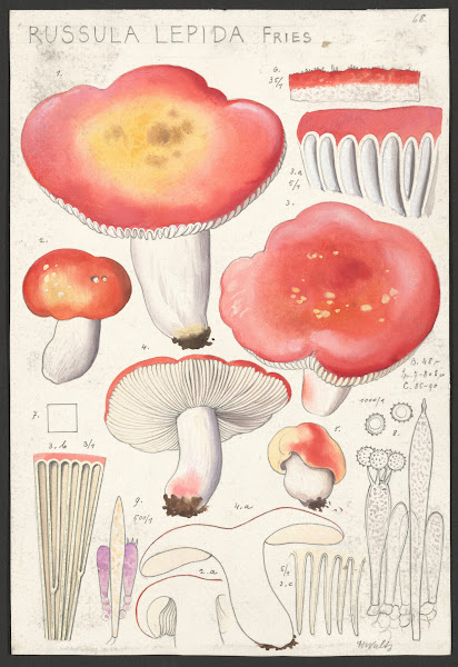 Russula lepida Fries 1915 1945