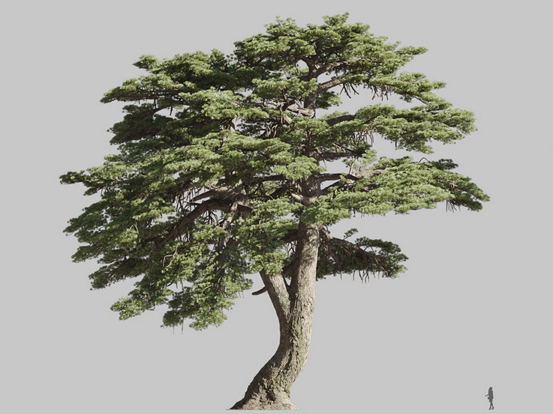 Maxtree - Plant Models Vol.126