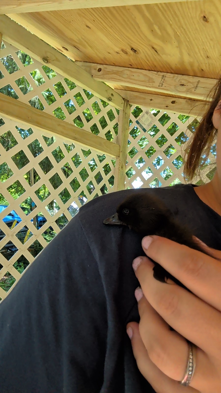Cayuga Duckling
