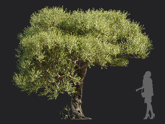 Maxtree - Plant Models Vol.113