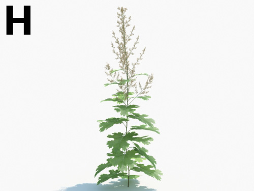 Maxtree - Plant Models Vol.3