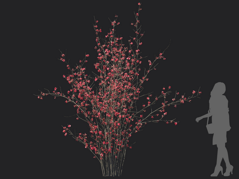 Maxtree - Plant Models Vol.129
