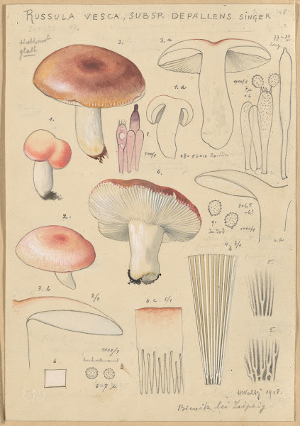 Russula vesca subsp Depallens singer 1915 1945