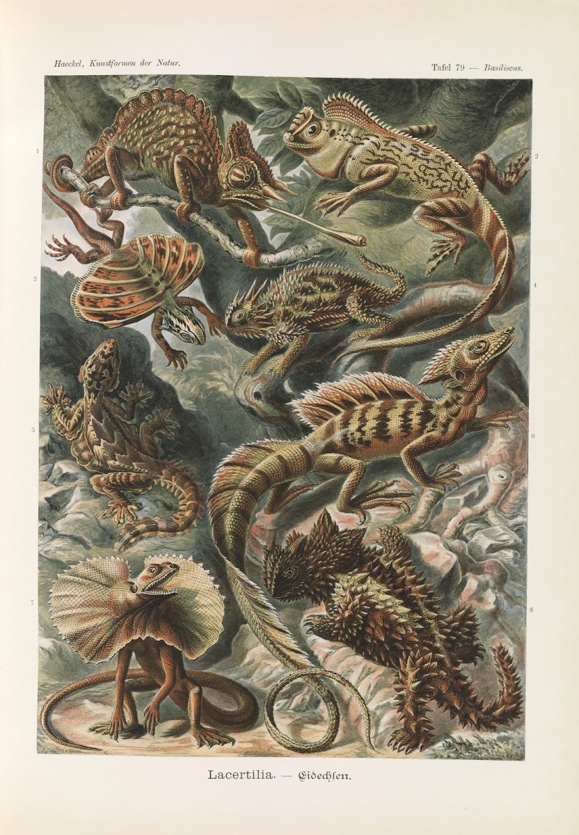 Lacertilia  Eidechlen 1904