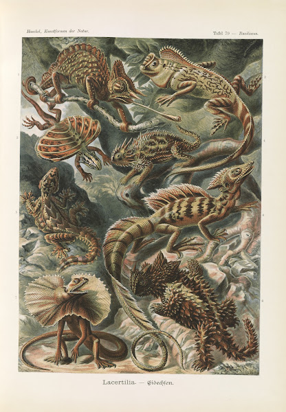 Lacertilia  Eidechlen 1904