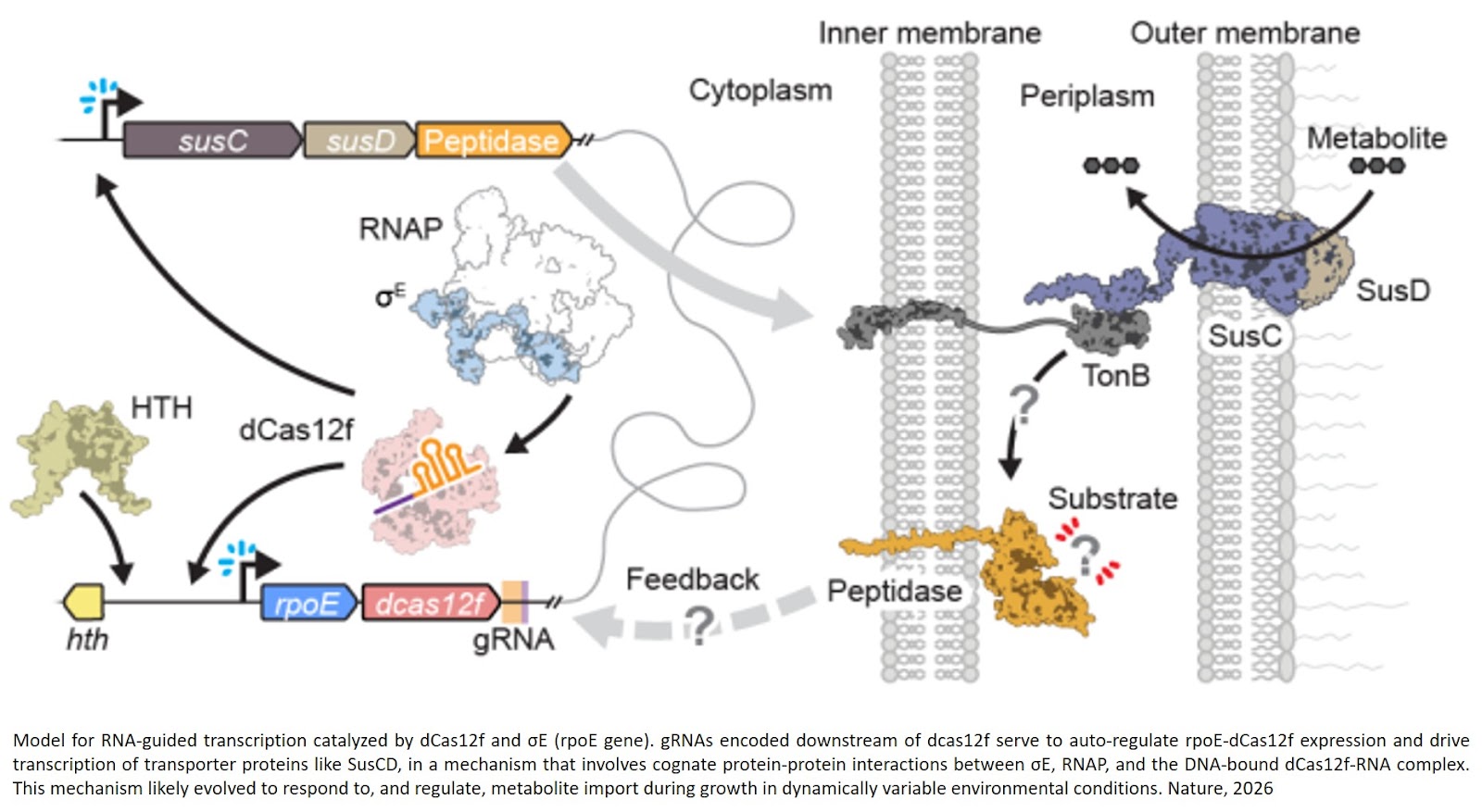 RNA-guided CRISPR system activates gene expression