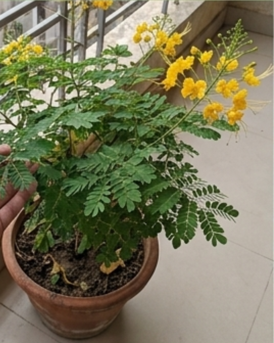 Radhachura Dwarf Plant — view 3