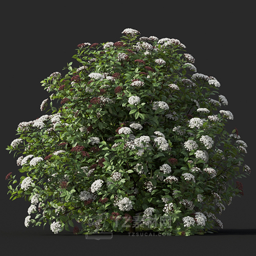Maxtree - Plant Models Vol.60