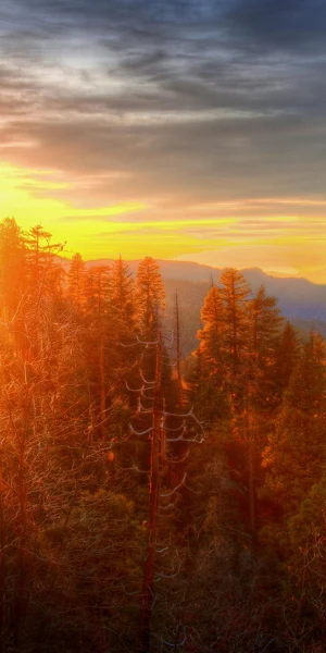 Mountain Landscape, Sunrise, Forest Scenery, Golden Hour 4K Wallpaper Background